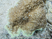 Montipora acanthella