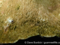 Montipora aequituberculata