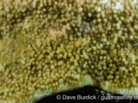 Montipora aequituberculata