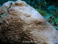 Montipora caliculata sensu Randall