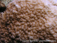 Montipora caliculata sensu Randall
