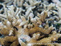 Montipora capitata (Raja Ampat)