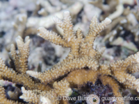 Montipora capitata (Raja Ampat)
