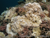 Montipora cf. acanthella