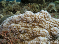 Montipora cf. acanthella