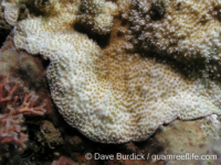 Montipora cf. acanthella