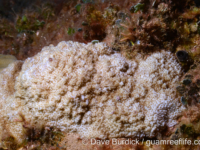 Montipora cf. acanthella