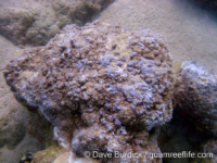 Montipora cf. berryi sensu Randall