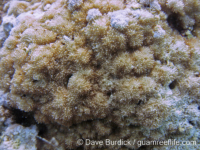 Montipora cf. berryi sensu Randall