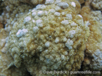 Montipora cf. berryi sensu Randall