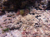 Montipora cf. berryi sensu Randall