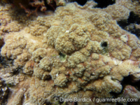 Montipora cf. berryi sensu Randall