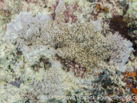 Montipora cf. danae (Wallis)