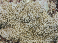 Montipora cf. danae (Wallis)