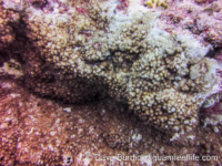 Montipora cf. danae (Wallis)