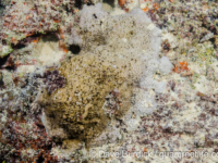 Montipora cf. danae (Wallis)