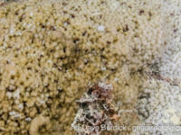 Montipora cf. danae (Wallis)