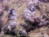 Montipora cf. efflorescens sensu Randall