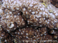 Montipora cf. efflorescens sensu Randall
