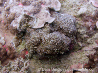 Montipora cf. efflorescens sensu Randall