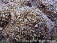 Montipora cf. efflorescens sensu Randall
