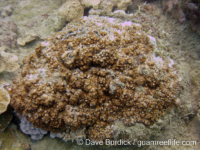 Montipora cf. efflorescens sensu Randall