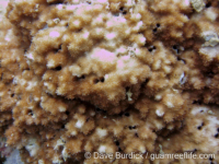 Montipora cf. efflorescens sensu Randall