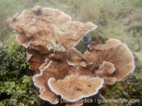 Montipora cf. foliosa