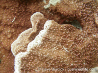 Montipora cf. foliosa