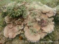 Montipora cf. foliosa
