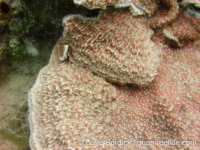 Montipora cf. foliosa
