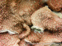 Montipora cf. foliosa