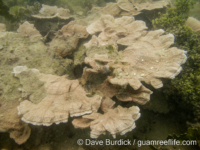 Montipora cf. foliosa