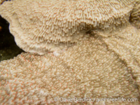 Montipora cf. foliosa