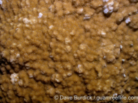 Montipora cf. hoffmeisteri sensu Randall