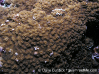 Montipora cf. hoffmeisteri sensu Randall 2
