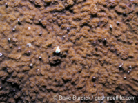 Montipora cf. hoffmeisteri sensu Randall 2