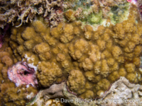 Montipora cf. hoffmeisteri sensu Randall 2