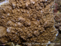 Montipora cf. hoffmeisteri sensu Randall
