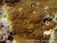 Montipora cf. hoffmeisteri sensu Randall 2