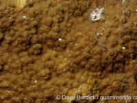 Montipora cf. hoffmeisteri sensu Randall 2