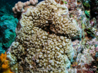Montipora cf. hoffmeisteri sensu Randall