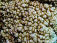 Montipora cf. hoffmeisteri sensu Randall