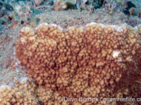 Montipora cf. hoffmeisteri sensu Randall