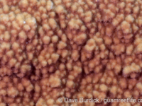 Montipora cf. hoffmeisteri sensu Randall