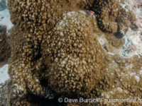 Montipora cf. hoffmeisteri sensu Randall (Wallis)