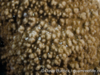 Montipora cf. hoffmeisteri sensu Randall (Wallis)