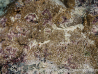 Montipora cf. hoffmeisteri sensu Randall (Wallis)