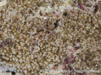 Montipora cf. hoffmeisteri sensu Randall (Wallis)