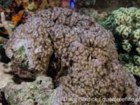 Montipora cf. hoffmeisteri sensu Randall (Wallis)